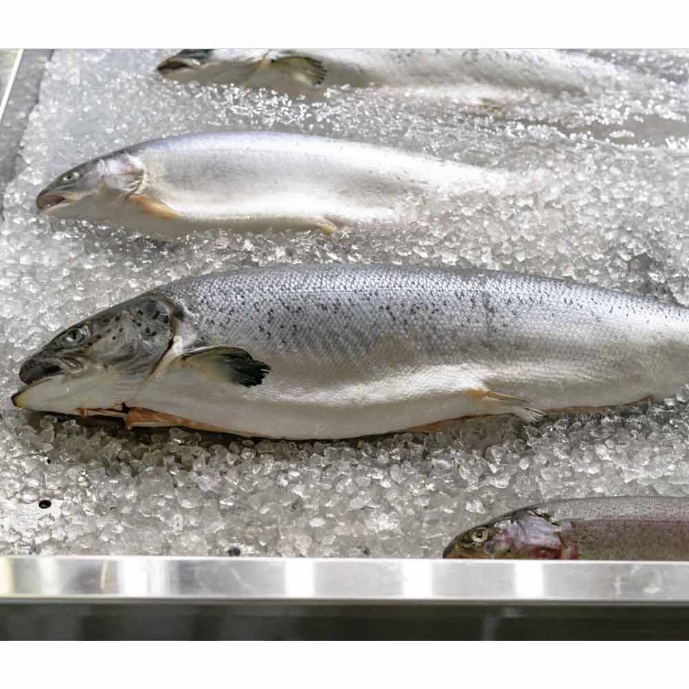 Built-in Ice Bin and Drain